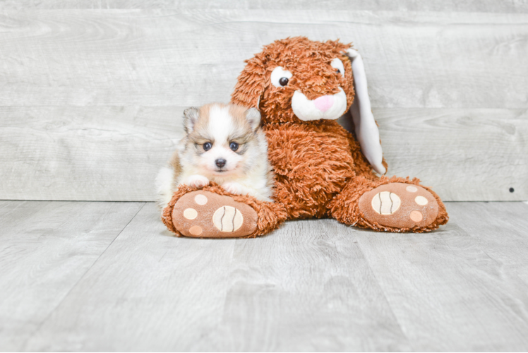 Friendly Pomeranian Purebred Pup