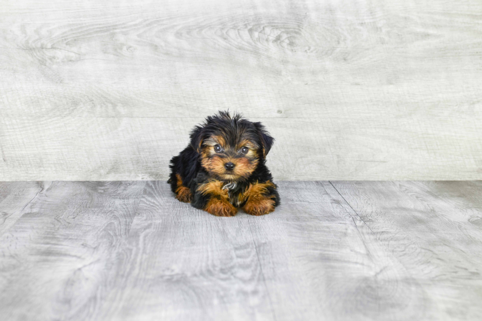 Meet Twinkle - our Yorkshire Terrier Puppy Photo 