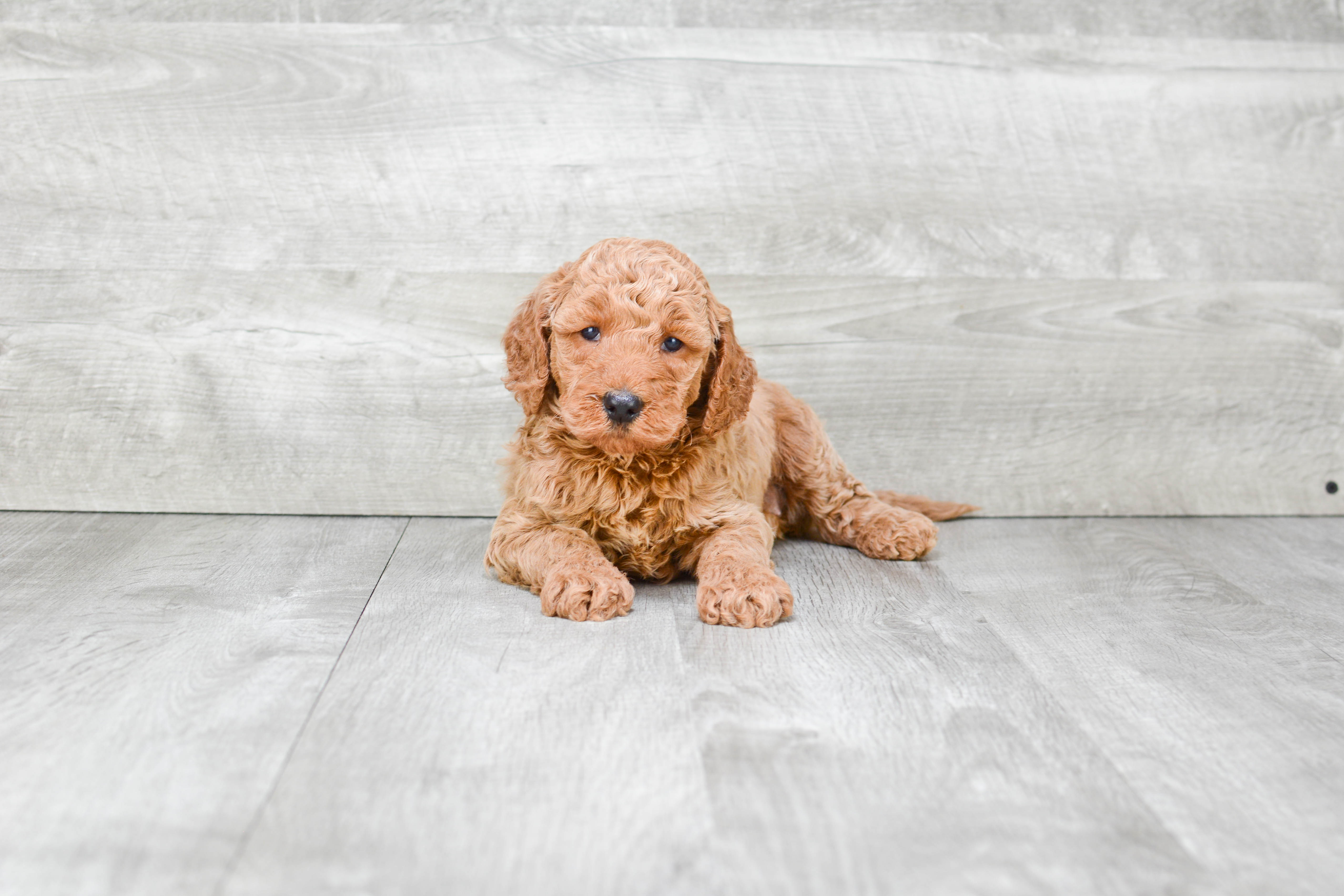 Mini Goldendoodle Puppy for Adoption