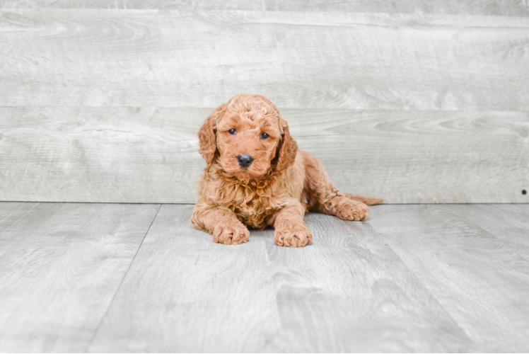 Mini Goldendoodle Puppy for Adoption