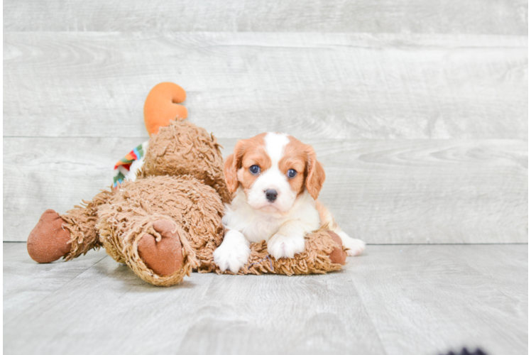 Funny Cavalier King Charles Spaniel Purebred Pup