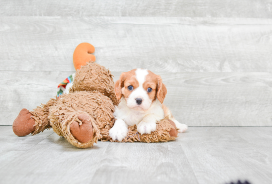 Funny Cavalier King Charles Spaniel Purebred Pup