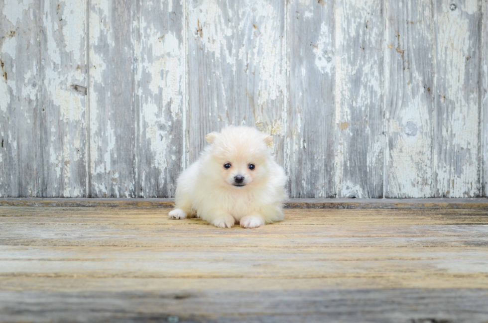 Pomeranian Puppy for Adoption