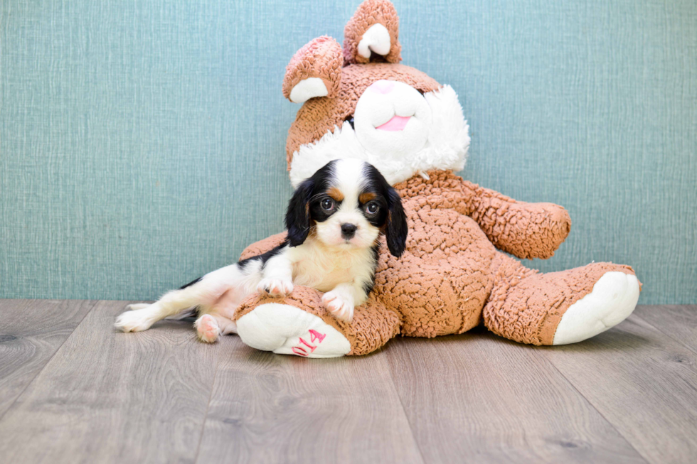 Cavalier King Charles Spaniel Puppy for Adoption