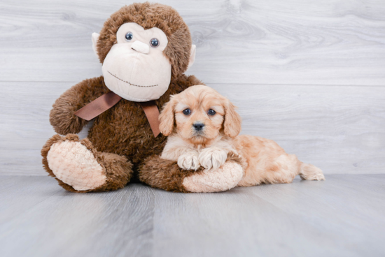 Small Cavapoo Baby