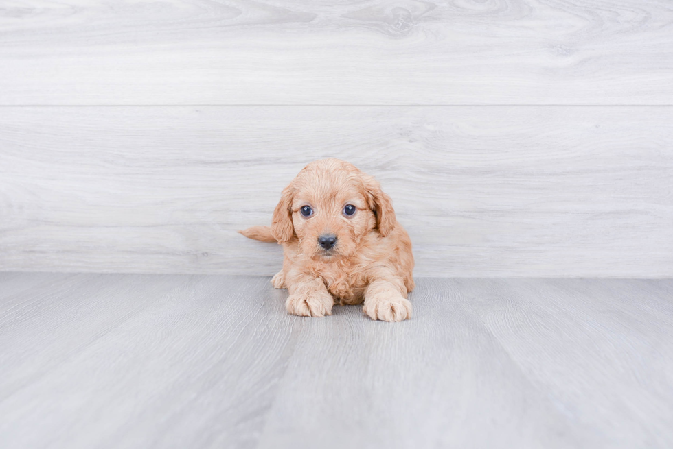Petite Cavapoo Poodle Mix Pup