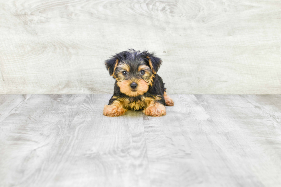 Meet Timmy - our Yorkshire Terrier Puppy Photo 