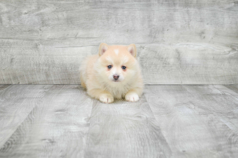 Hypoallergenic Mini Husky Designer Puppy