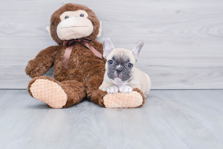 Funny French Bulldog Baby