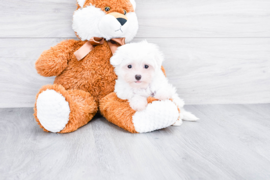 Friendly Maltese Purebred Pup