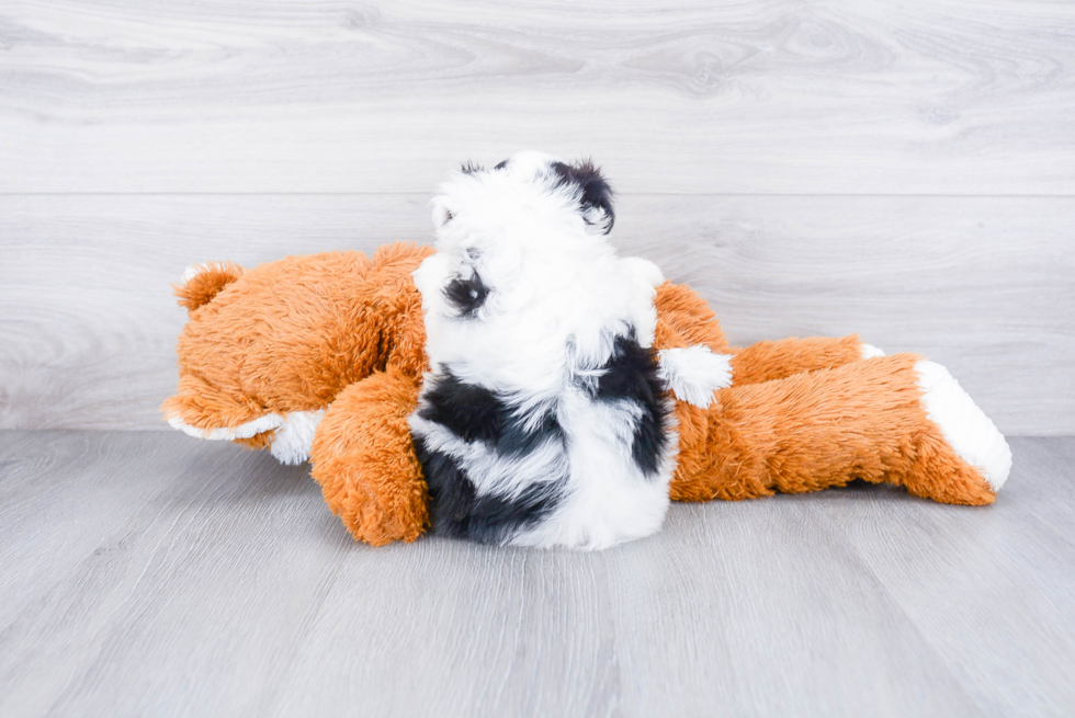 Teddy Bear Puppy for Adoption