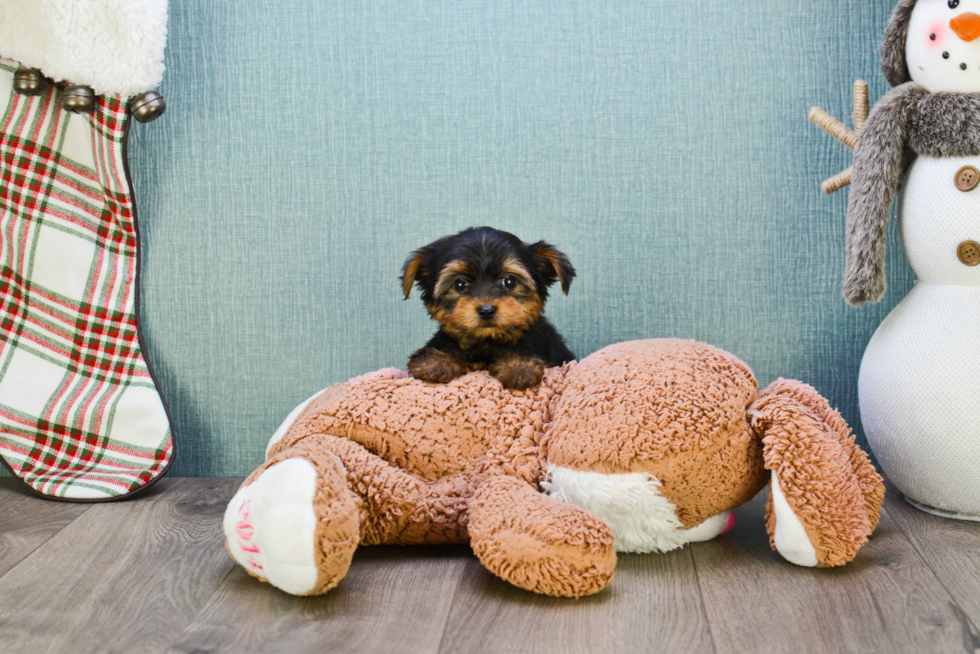 Meet Bella - our Yorkshire Terrier Puppy Photo 