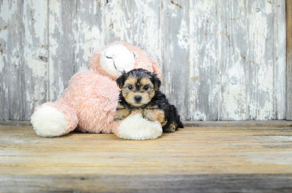 Best Morkie Baby