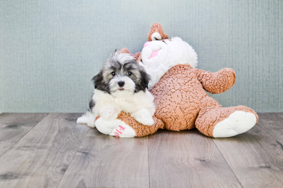 Havanese Pup Being Cute