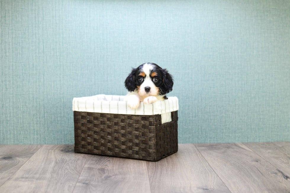 Meet Kate - our Cavachon Puppy Photo 