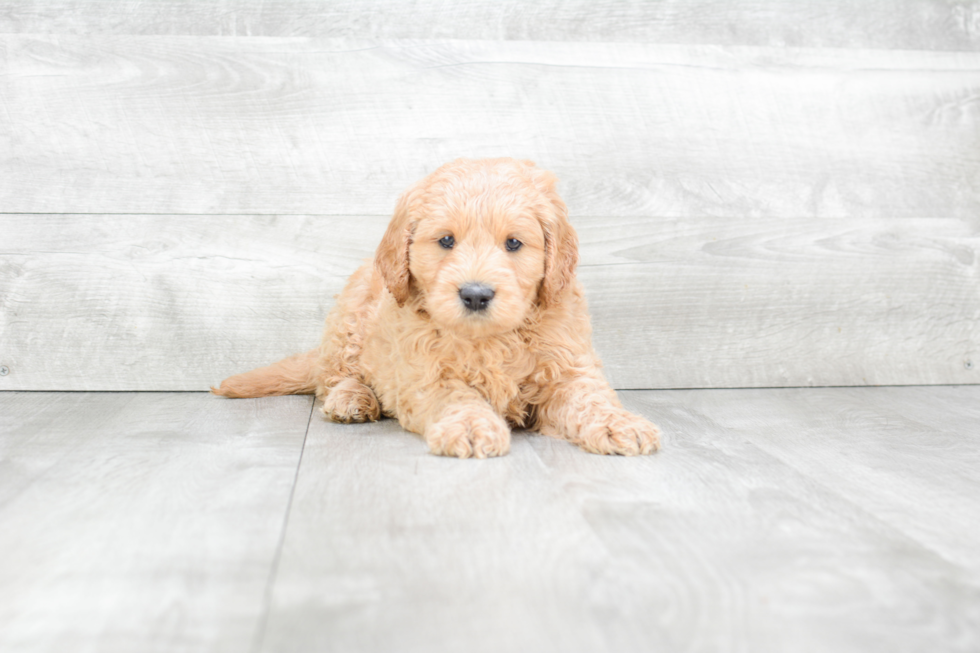 Hypoallergenic Golden Retriever Poodle Mix Puppy