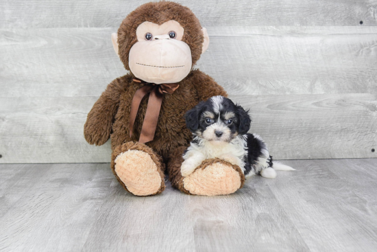 Cavachon Pup Being Cute