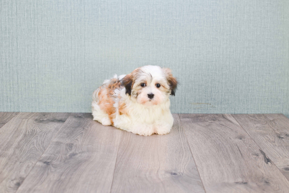 Meet Caitlin - our Havanese Puppy Photo 