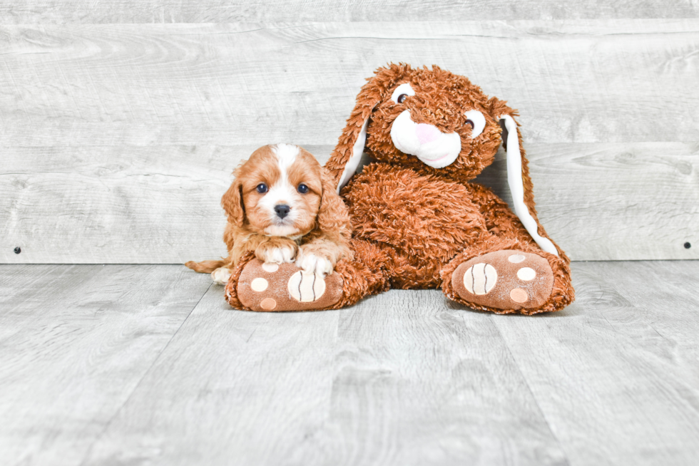 Friendly Cavapoo Baby