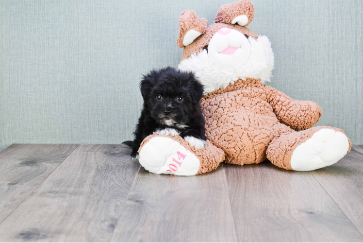 Morkie Pup Being Cute