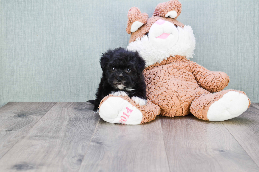 Morkie Pup Being Cute