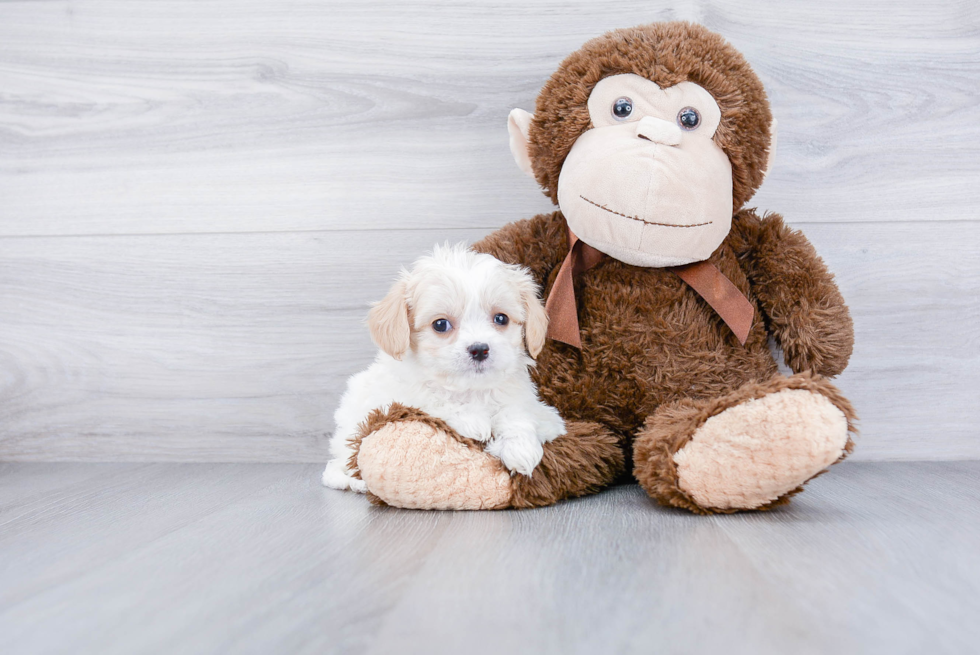 Cavachon Pup Being Cute