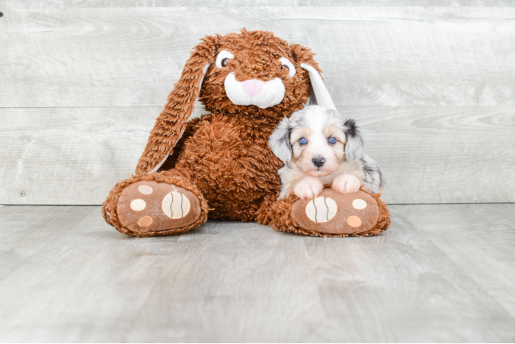 Hypoallergenic Aussiepoo Poodle Mix Puppy