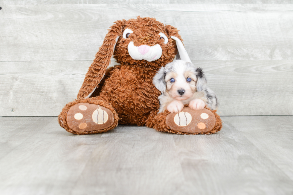 Hypoallergenic Aussiepoo Poodle Mix Puppy