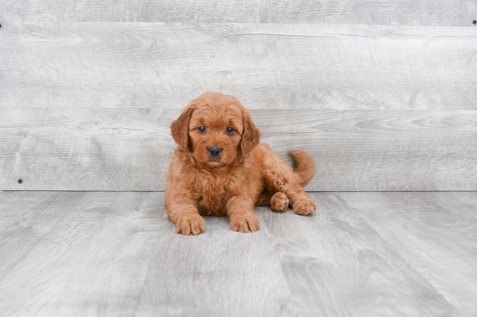 Best Mini Goldendoodle Baby