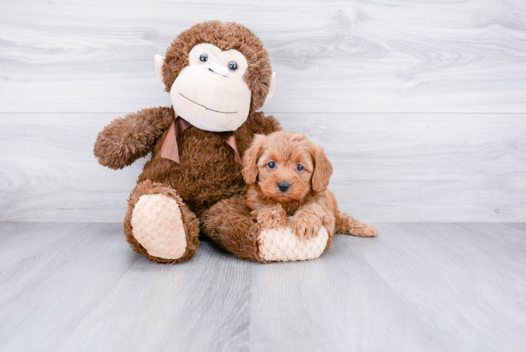 Cavapoo Pup Being Cute