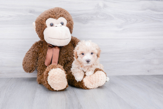 Best Maltipoo Baby