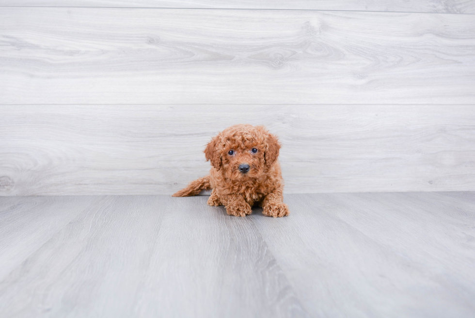 Hypoallergenic Cockerpoo Poodle Mix Puppy