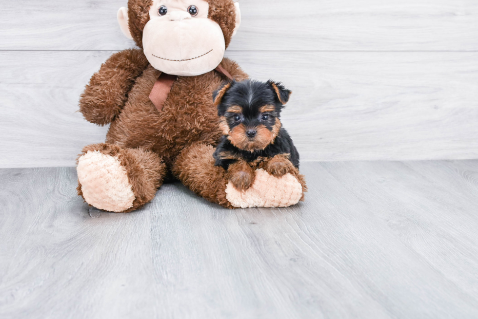 Meet Ronaldo - our Yorkshire Terrier Puppy Photo 