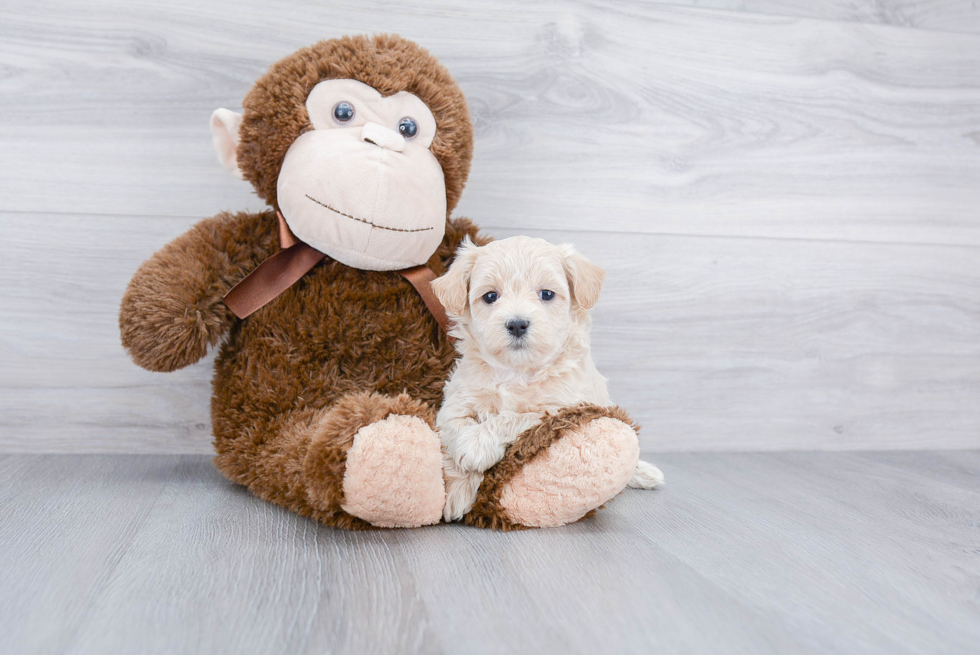 Friendly Maltipoo Baby