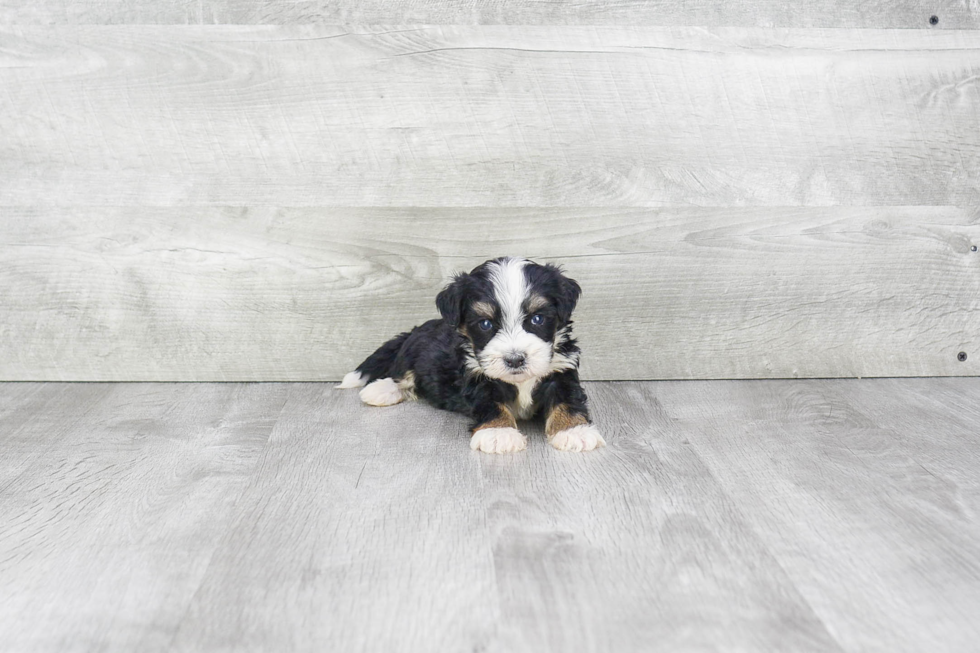 Cute Mini Bernedoodle Baby