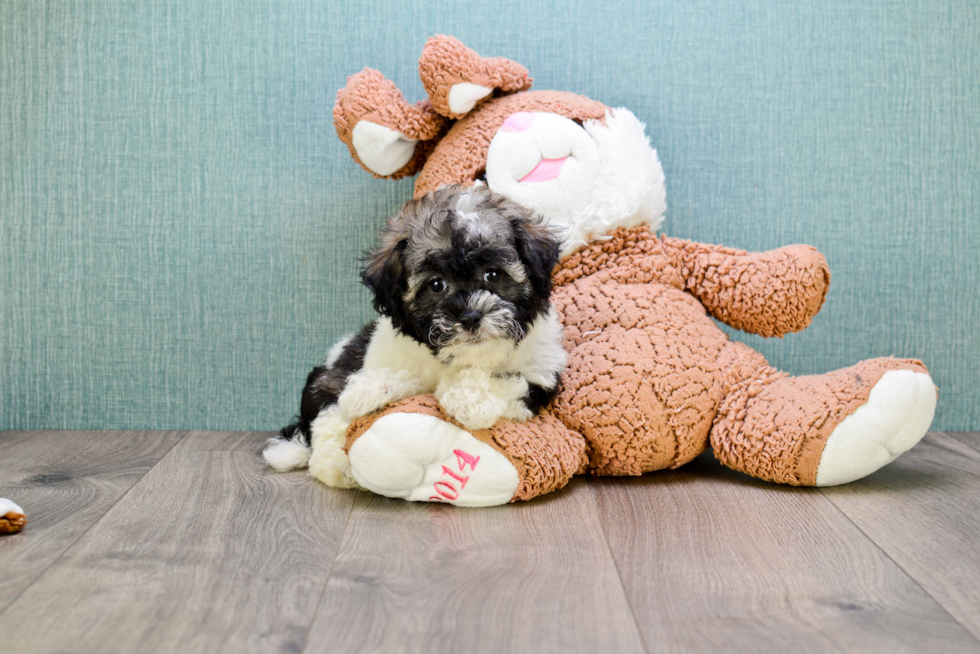 Playful Havanese Purebred Pup