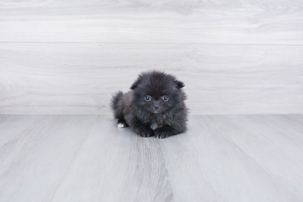 Funny Pomeranian Purebred Pup