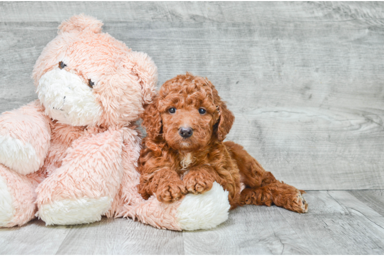 Mini Goldendoodle Puppy for Adoption