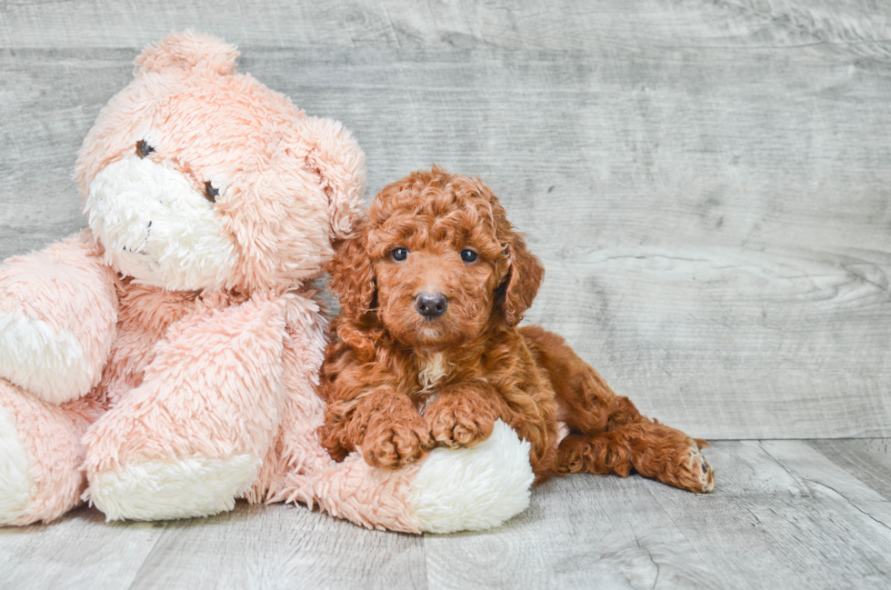 Mini Goldendoodle Puppy for Adoption