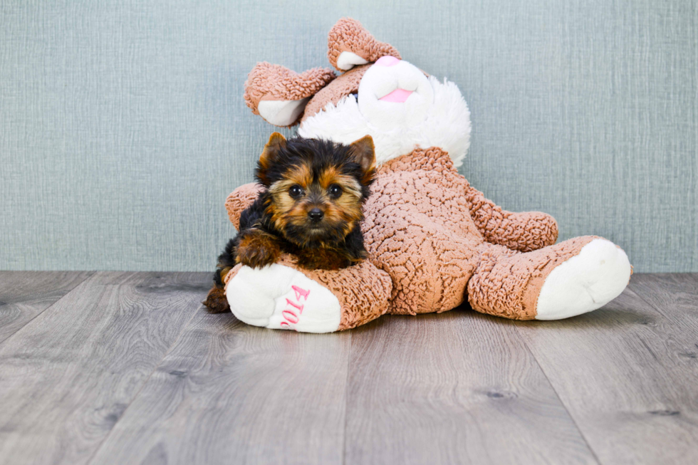 Meet Tinkerbell - our Yorkshire Terrier Puppy Photo 