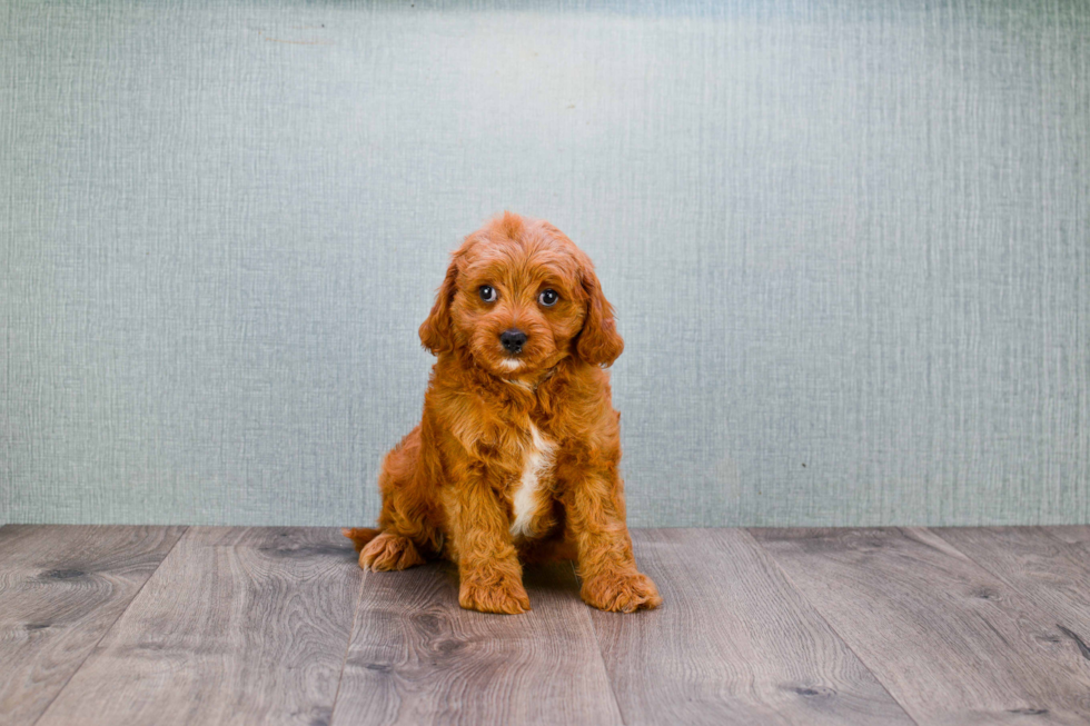 Energetic Golden Retriever Poodle Mix Puppy