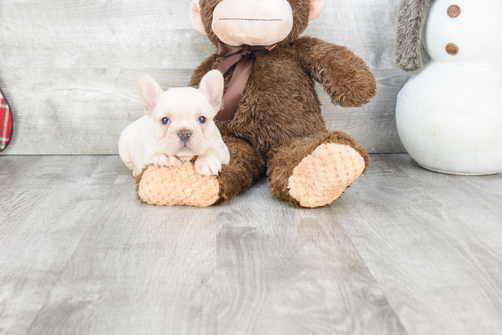 Friendly French Bulldog Baby