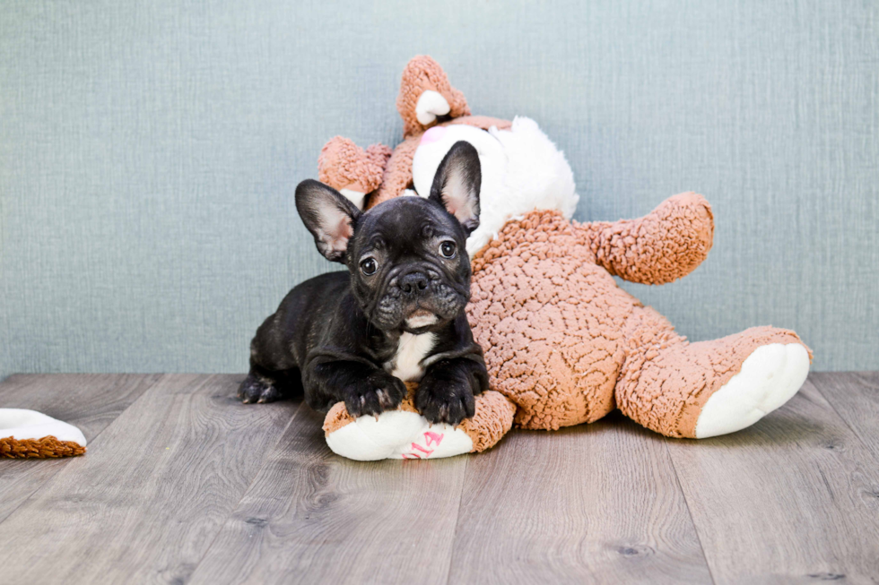 French Bulldog Pup Being Cute