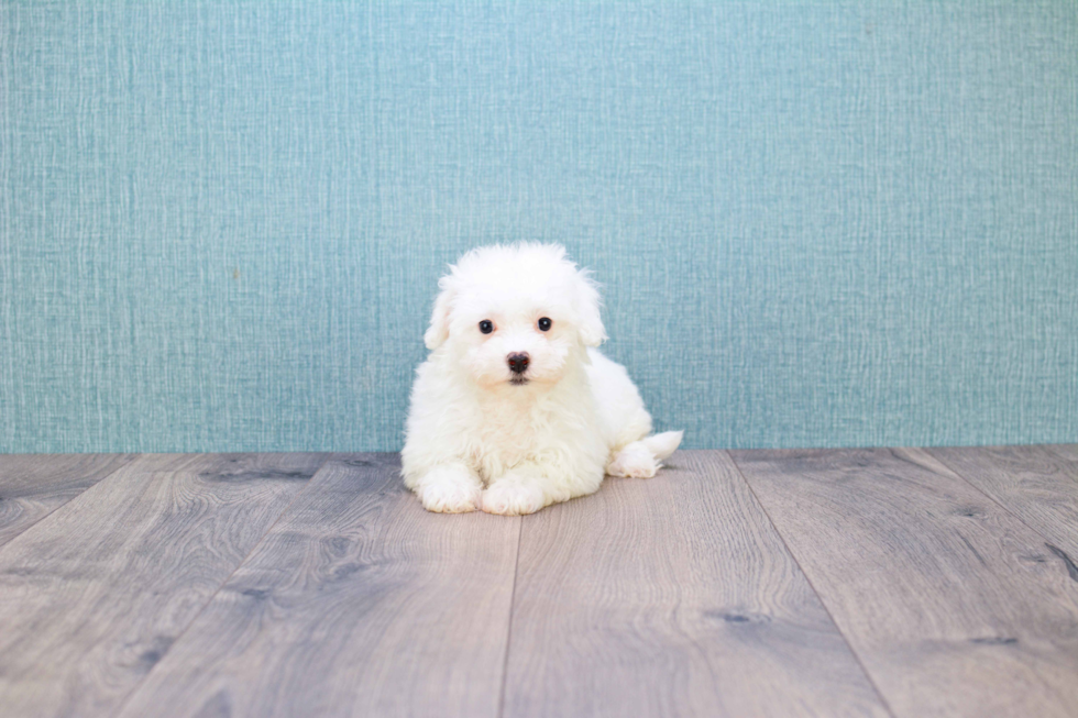 Hypoallergenic Bichon Frise Purebred Pup