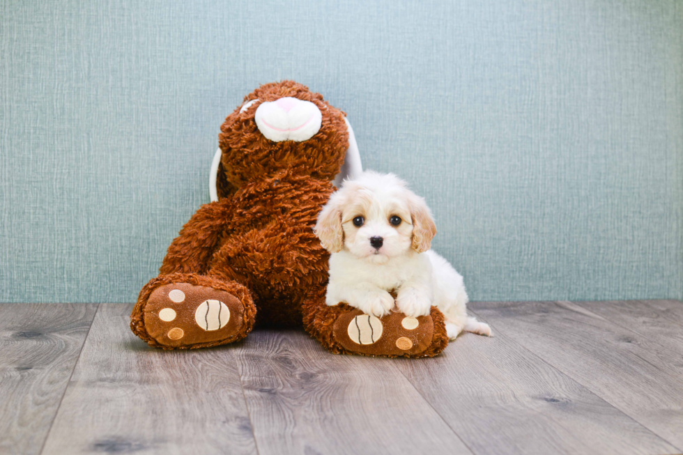 Best Cavachon Baby