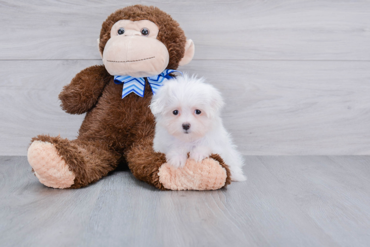 Little Maltese Purebred Pup