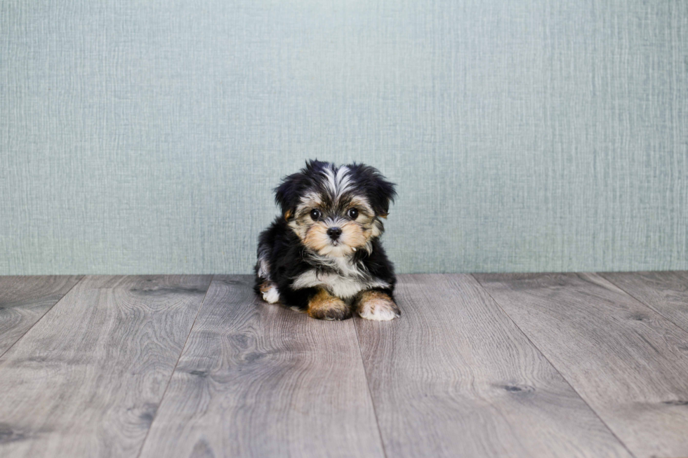 Morkie Puppy for Adoption