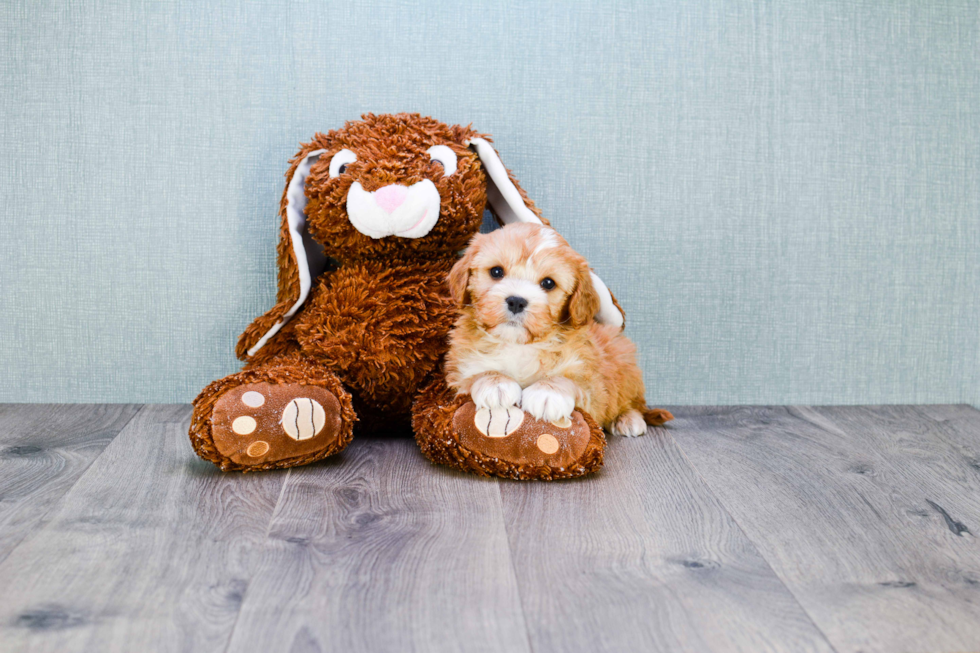 Cavapoo Puppy for Adoption