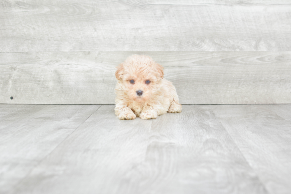 Best Maltipoo Baby