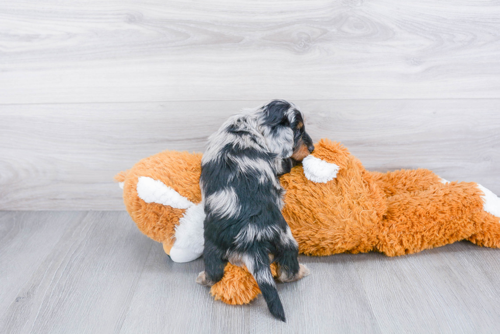 Cute Mini Doxiedoodle Baby